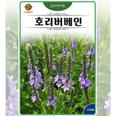 호리버베나 (호리버베인) 150립, 1개