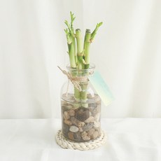 갑조네 공기정화식물 수경재배 DIY 세트 실내공기정화식물, 7.개운죽(5개)(20cm)+유리병+조약돌(350g)+마끈(170cm)+스티커+행택+안내문