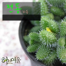 허브여울다육 전동(뇌동) 지름 9cm 소품 다육화분, 5개