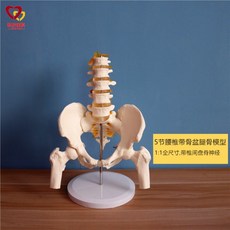골반뼈