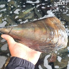 거제 자연산 키조개 생물, 3개, 1미(소)