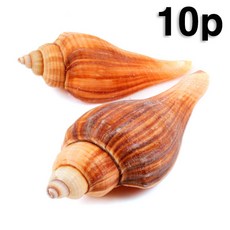 꾸미기조개껍데기