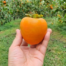 영암 금정 대봉시 대봉감 홍시 4.5kg 곶감용, 1박스, 대봉감 4.5kg(12-13과)