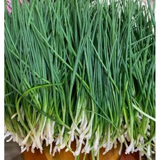 국내산) 산지직송 당일수확 깐쪽파 싱싱한 깐쪽파 향이 좋은 손질쪽파, 1개, 2kg