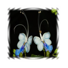 16e754b938b965684a492a0cf84072c8f5d8d6f604a3a086a88b55d5504d.png