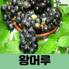 [코코트리] 개량머루 나무, 1개, 왕머루 결실주(분) T자형
