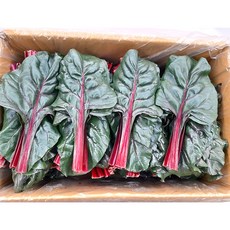 야채왕 비트잎 2kg 잎비트(실중량1.8~2KG), 1개