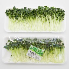 [프레시팜] 새싹류 싱싱한 무순 소 50g / 중 150g / 대 500g 내외, 중 150g 내외