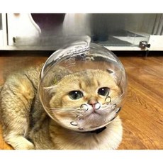 고양이 보호캡 손톱 전동 반려견 물림방지 애완 목욕 선캡 모자, 1개, 1. 고양이 우주 헬멧 M