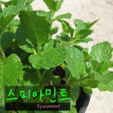 허브여울 스피아민트(spearmint)지름 9cm 소품 허브화분, 2개