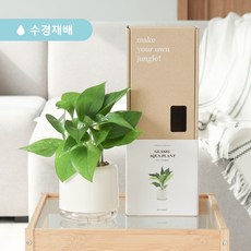 음지수중식물