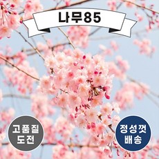 벚꽃나무묘목