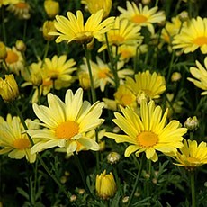 시즌플라워 [초화류]구절초-옐로, 1개