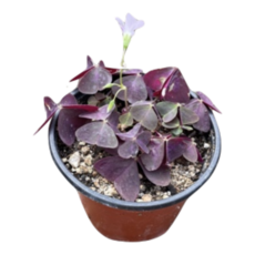 그린플랜트 꽃식물 가넷사랑초(색상랜덤) 1+1