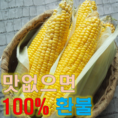 초당옥수수 TOP01