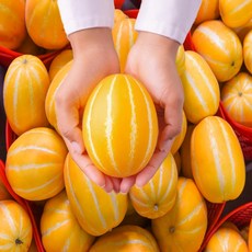 [국대과일촌] 성주 고당도 꿀벌참외 당도선별 가정용 참외, 1박스, 3kg, 중대과(6~11과 내외)