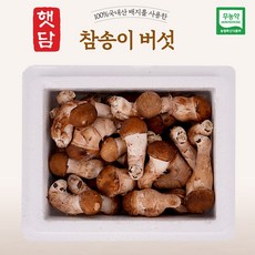 [3+1]햇담 참송이버섯 정품 특사이즈 최상급 농협에 납품하는 무농약 이천 참송이버섯, 1박스, 500g(보자기포장)