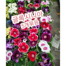 글록시니아 TOP01
