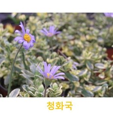 초화식물/야생화 청화국 갈색플라스틱모종 4개(L0047), 4개