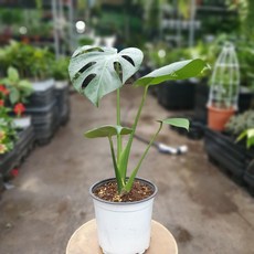 몬스테라델리시오사