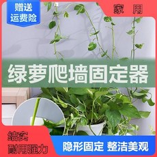 리얼네이비마켓 녹색 식물 벽을 기어오르다 실내 정리 정형화됩니다 배치 가게 라이크 카드홀더 그물 선 조란, 큰사이즈 라지 20 개 （히든 그린