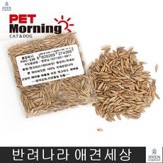 발리네즈 터키쉬 고양이놀이감 우울증해소 헤어볼 제거에 좋은 캣그라스 귀리 헤어볼제거 메인쿤