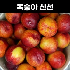 복숭아 신선 천도복숭아 묘목 4년생 결실주 1주 복숭아나무