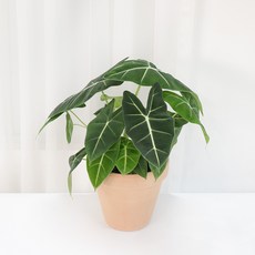 갑조네 알로카시아 그린벨벳(중품) 프라이덱 희귀종 실내공기정화식물, 1개