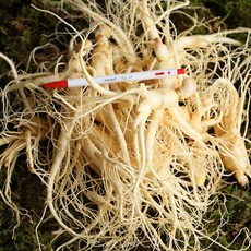 금산 수삼 인삼 세척삼 오쿠용 난발삼 콩콩난 600g 가격 효능, 1, 14S4_세)오쿠용콩콩600g