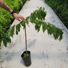 봄바람가든 과실수 천도복숭아묘목 신선복숭아 복숭아묘목 꼼꼼한포장 복숭아나무 천도신선 복숭아키우기 묘목, 1개