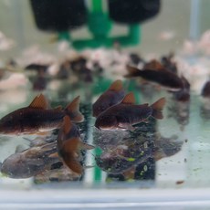 황금달수족관 블랙 코리도라스 3cm 내외급 4마리, 1마리