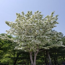 리서스원예 이팝나무 이팝 묘목 2년생 특묘