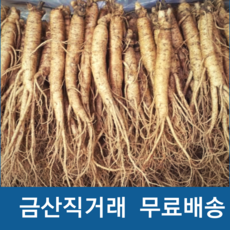 금산 수삼 인삼 작은 실삼계 삼계탕용 가정용인삼, 1세트, 실속형350g(50-60뿌리)뿌리)