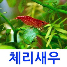 블루벨벳새우