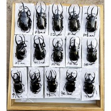 장수풍뎅이표본 건조 건조표본 박제 만들기 키트 곤충, 유니콘표본70-75
