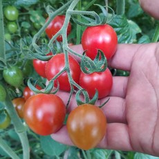 유기농 대추 방울 토마토 산지직송 2kg 3kg 5kg, 1개, 3kg(중)