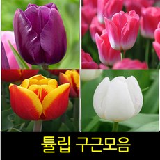 순희농장 튤립구근 작약구근 칸나구근 수선화구근 알리움구근 크로커스구근 수입작약구근 꽃무릇구근 백합구근 칸나포트 아마릴리스구근, 튤립포트랜덤, 5개