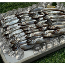 노르웨이산 대왕 열빙어 1kg 45미 내외, 1개, 1kg / 45미 내외