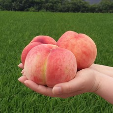 경북청도아삭이복숭아