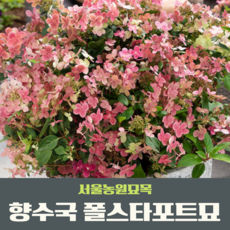 서울농원묘목/향수국 향기나는 수국 폴스타 P9 포트묘 유럽목수국 정원 공원 가드닝, 1개
