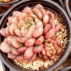 abb8d3de98359d55696ae73774b51d81a4271839ede5d5ed372d41e4e70d.jpg