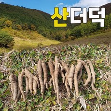 영양많은 강원도산 산더덕 1kg (60-80개 내외), 1박스