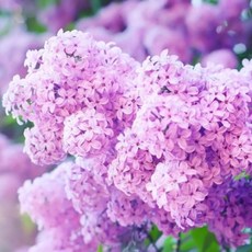 c97cb3c5fd99425e7a22901208c146c6e19a0b8e862edbd1086ee717574d.jpg