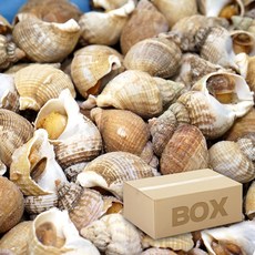 피골뱅이 자숙 영국산 10kg 3/50 S사이즈 통골뱅이, 1박스