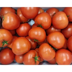 광주퇴촌토마토