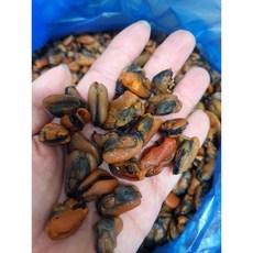 [남해홍합] 직접키워 만든 건홍합, 1개, 20kg
