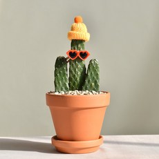 만세선인장 TOP01