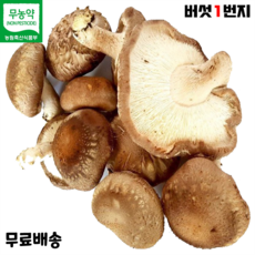 버섯1번지 장흥 무농약 국내산 못난이 표고버섯 2kg 실속형