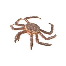 해양생물장난감