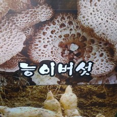 능이버섯 건조 ( 국내 자연산 특) 100g, 1개